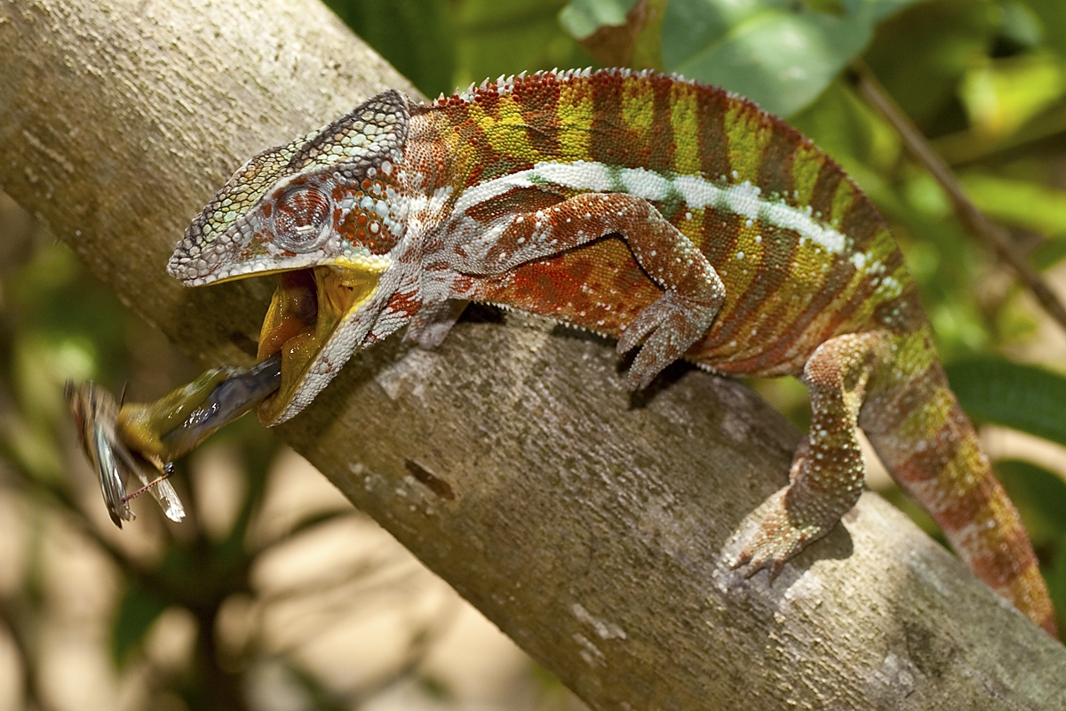 Chameleon pardálí, park Peyrieras, Madagaskar